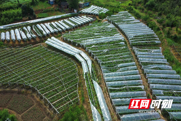 【红网时刻】临武麦市：葡萄地里话丰收 产业兴旺振乡村