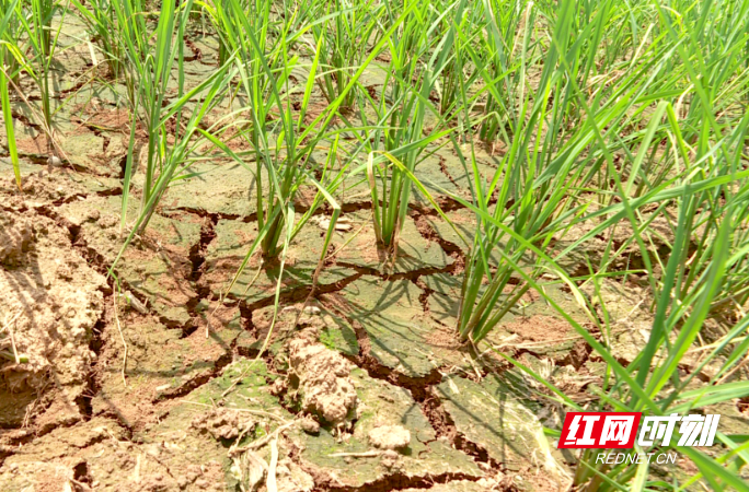 【红网时刻】临武：水库应需放水 缓解农田用水紧张局面
