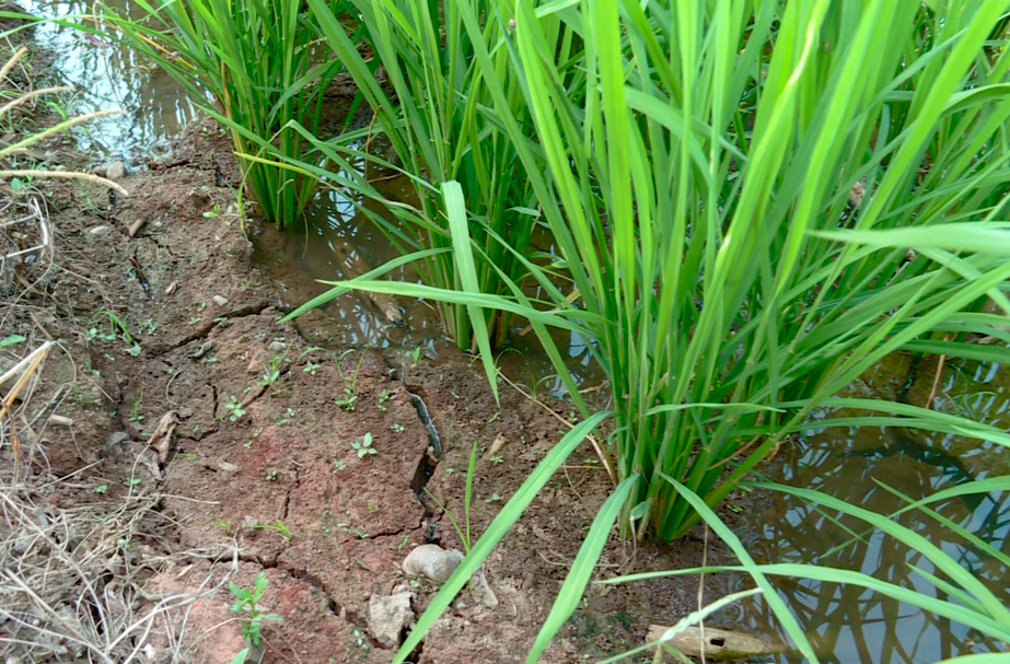【今日郴州】临武县：水库应需放水 缓解农田用水困局