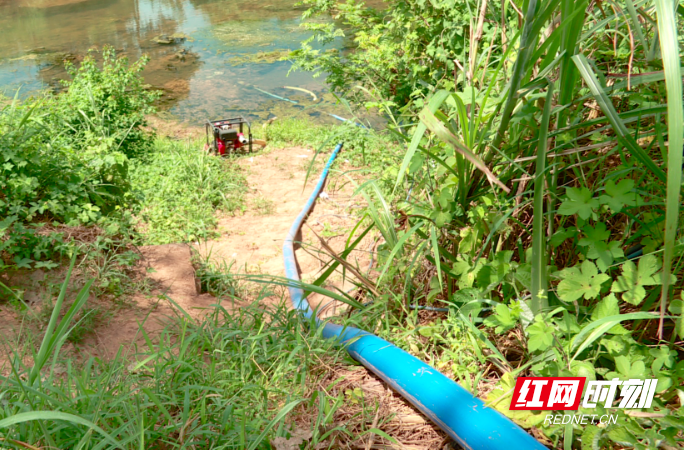 【红网时刻 湖南频道】抗旱设备送到村 抽水灌溉润农田
