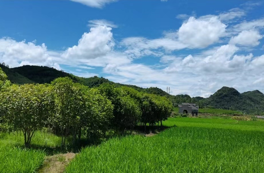 【学习强国】乡村振兴丨临武县寺冲村：复合发展助推集体经济跑出“加速度”