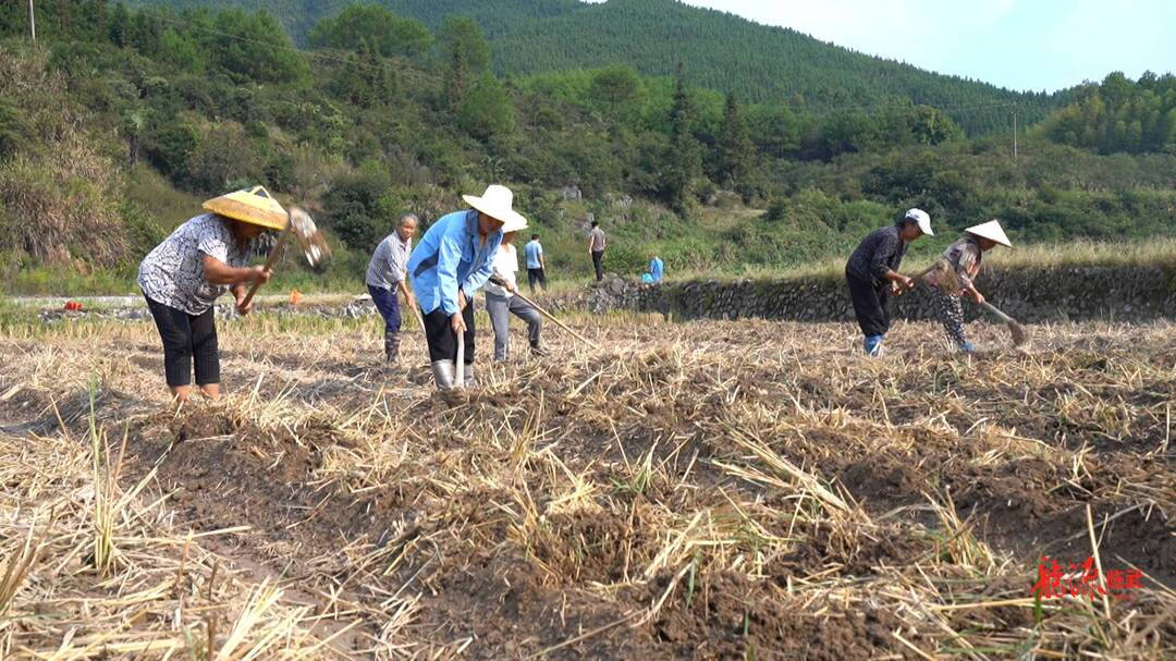 抗旱情 保民生｜临武县农业农村局：指导农户改种补种 稳定秋粮生产