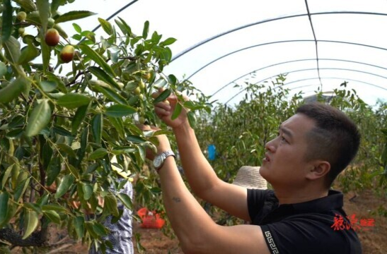 【新湖南】郴州临武：脆枣红 “荷包”鼓