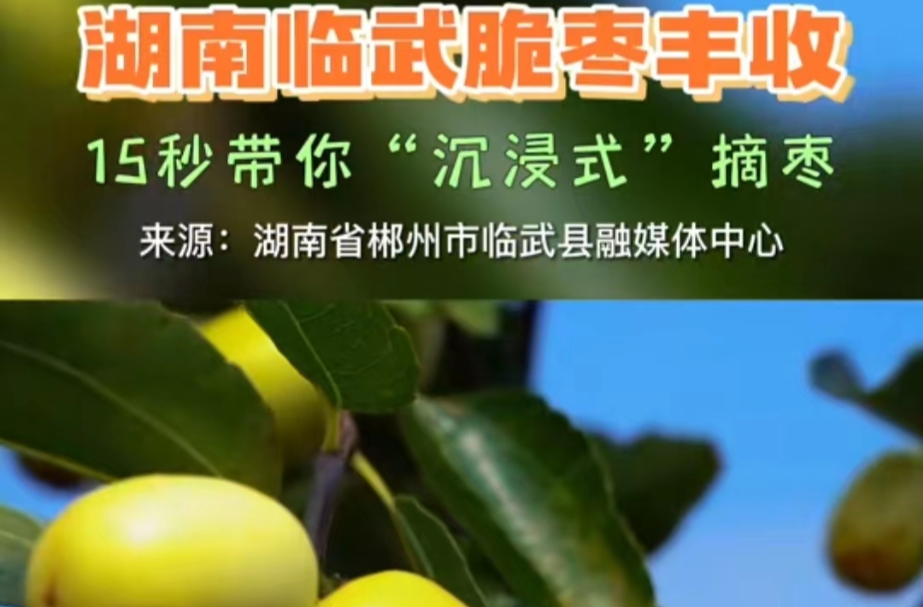 临武脆枣丰收 15秒带你“沉浸式摘枣