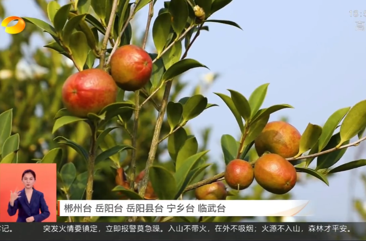 【湖南新闻联播】湖南：打造绿色富民产业 推动林业高质量发展