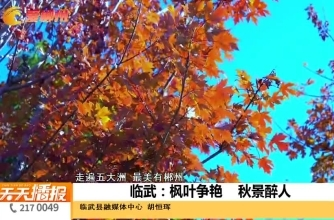 【天天播报】走遍五大洲 最美有郴州 临武：枫叶争艳 秋景醉人