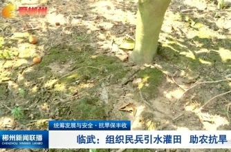 【郴州新闻联播】统筹发展与安全·抗旱保丰收 临武：组织民兵引水灌田 助农抗旱
