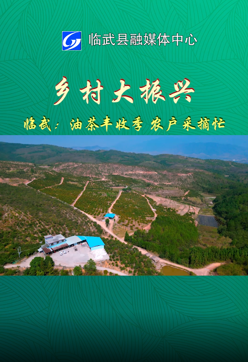 【乡村大振兴】临武：油茶丰收季 农户采摘忙