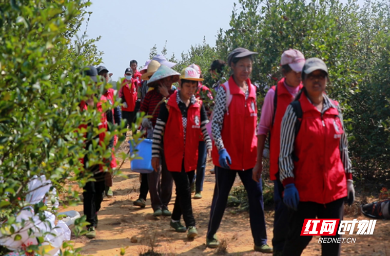 【红网时刻】临武县|油茶丰收季 农户采摘忙