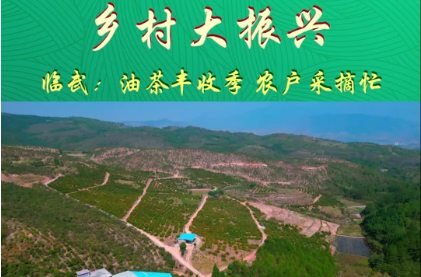 【新湖南】郴州临武：油茶丰收季 农户采摘忙