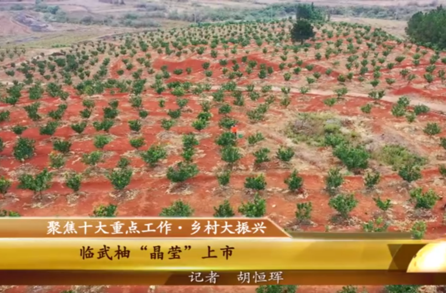 【学习强国】农民丰收｜郴州：临武柚“晶莹”上市