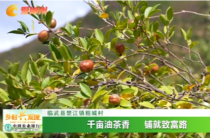 【乡村兴发现】临武县楚江镇粗城村：千亩油茶香 铺就致富路