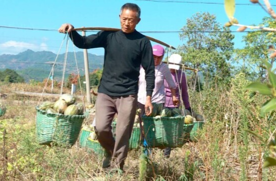 【新湖南】郴州临武：香芋南瓜迎来首次采摘