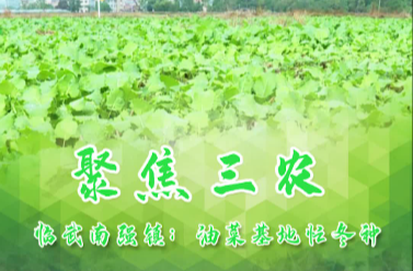 【聚焦三农】临武南强镇：油菜基地忙冬种