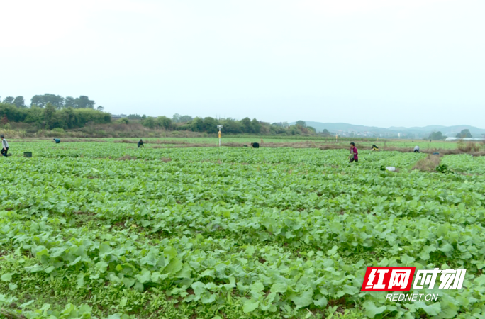 【红网时刻】临武：油菜基地忙冬种