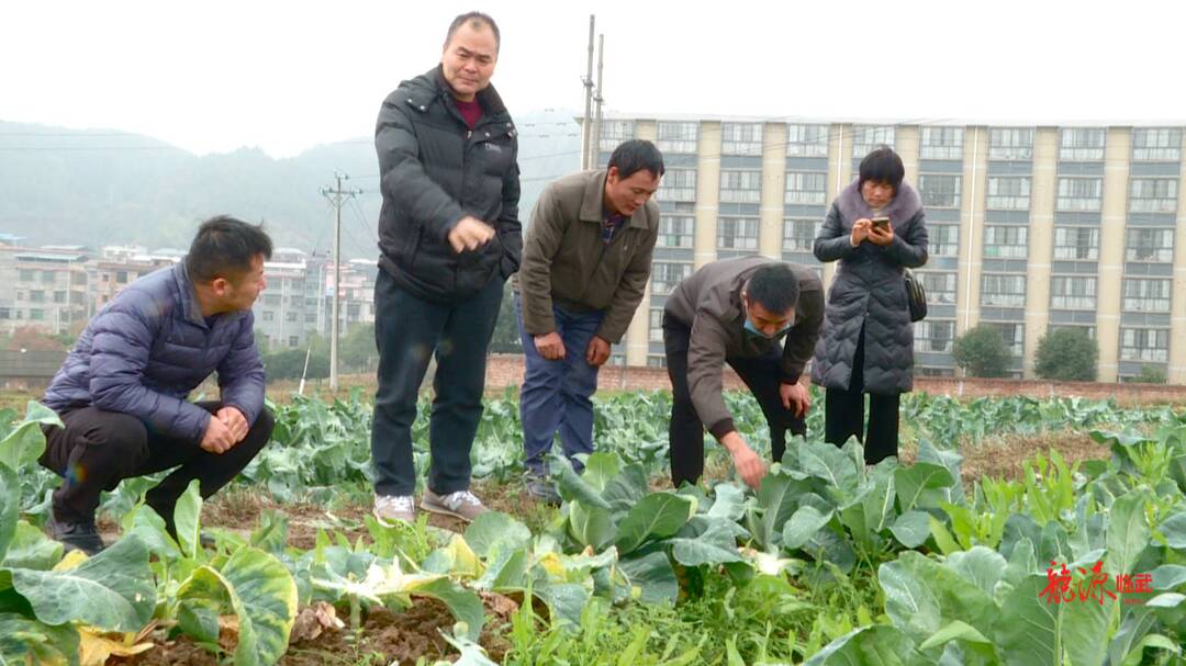 临武县农业综合服务中心：农技人员下田支招 降低低温雨雪冰冻损害