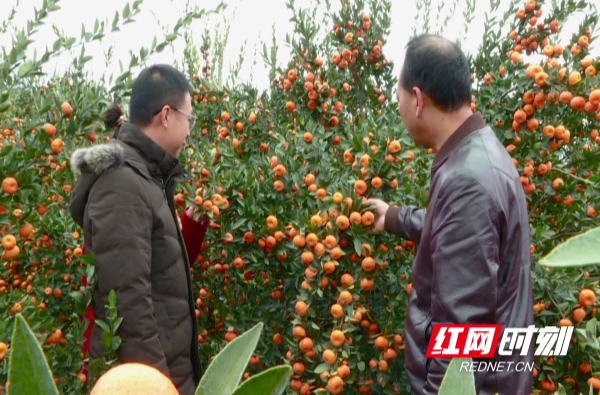 【红网时刻】临武：硕果满园 忙丰收