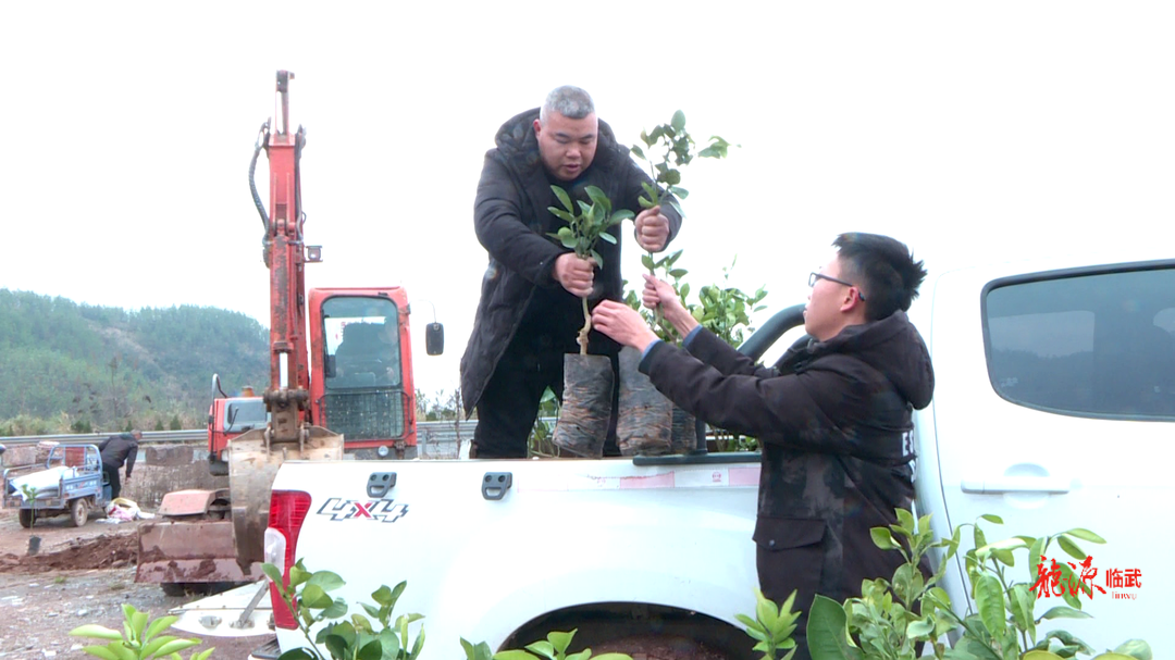 新春走基层｜发放临武柚树苗  助力村民增收