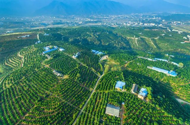 湖南宜章县大力发展脐橙种植—— 产业升级促增收（新春走基层）