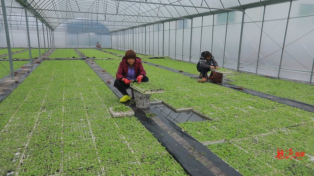 人勤春早｜农技送下乡 育苗工厂育苗忙