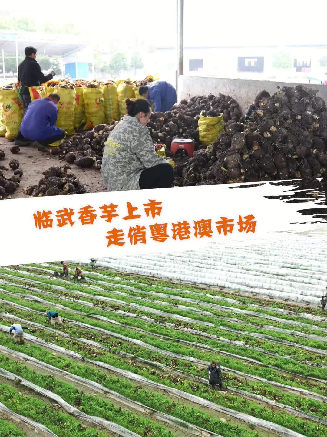 临武香芋上市走俏粤港澳市场