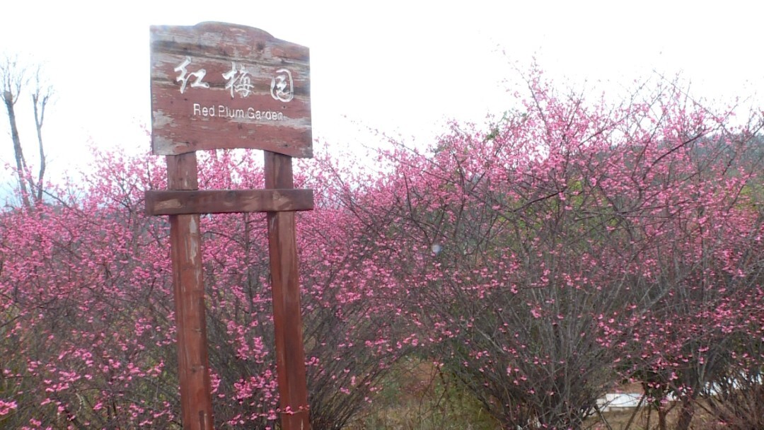 黄龙山：梅花香色满园春