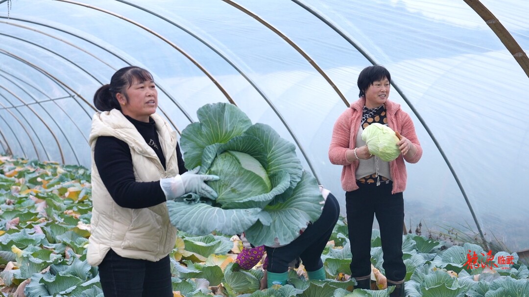 人勤春早｜汾市：把好种植时节点  让闲置土地“活”起来