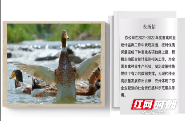 【红网时刻 湖南频道】临武舜华鸭业养殖工作获农业农村部表扬
