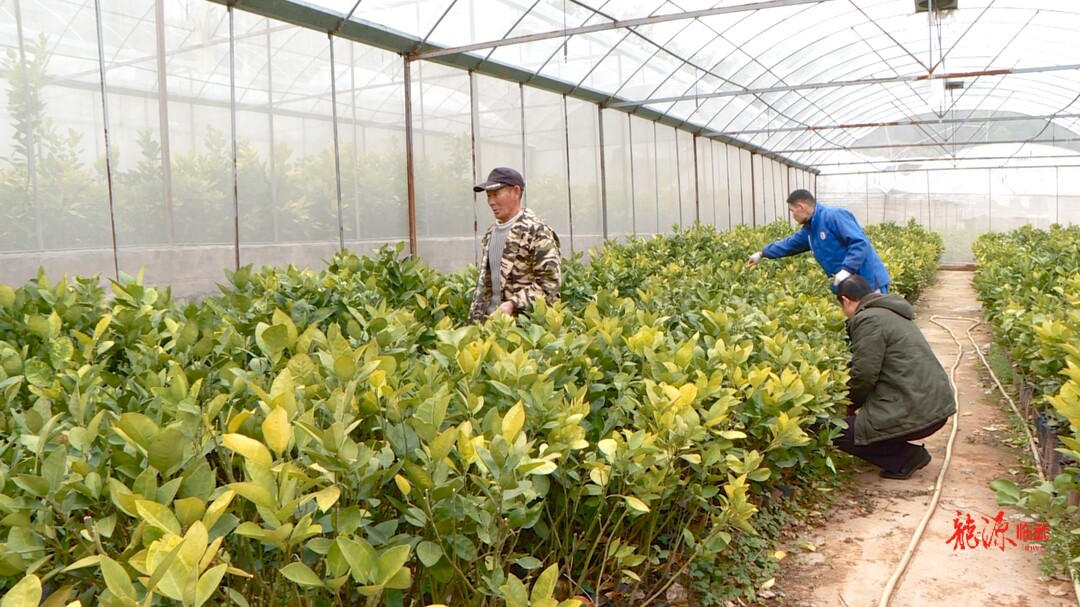 人勤春早｜临武县农业综合服务中心免费发放15万株临武柚苗助力春耕生产