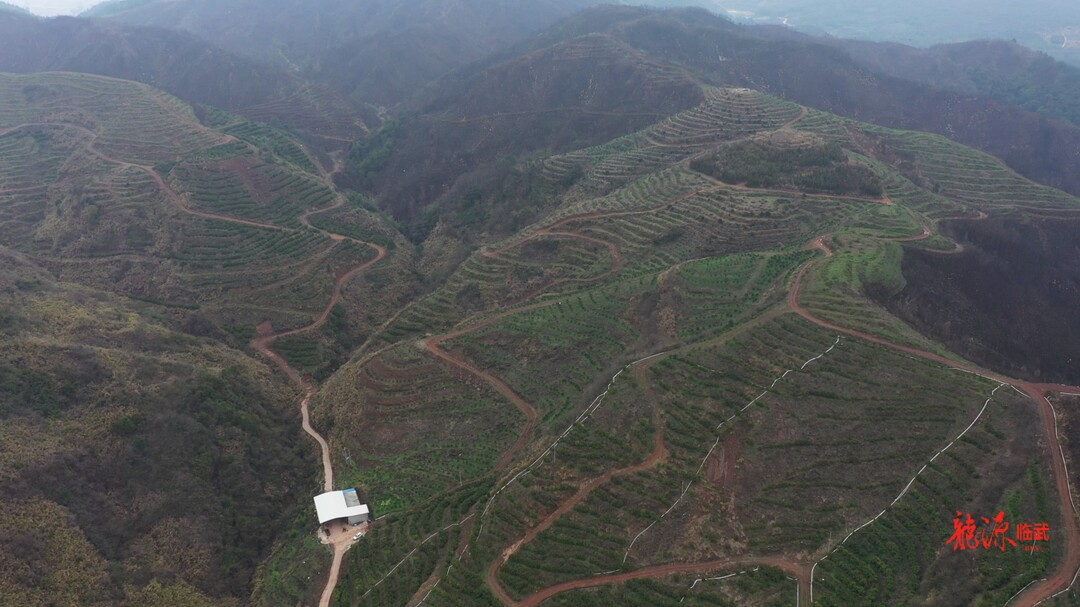 新时代 新伟业 新征程｜石山植新绿 荒山焕新机