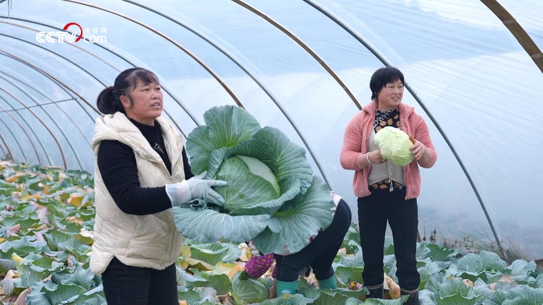 【央视网】全面推进乡村振兴：花海旅游增收多 牧民喜接春羔忙