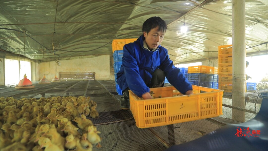 人勤春早｜今年首批临武鸭苗发放到养殖场