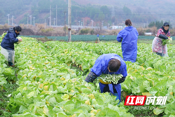 【红网时刻湖南频道】临武：把好种植时节点 让闲置土地“活”起来