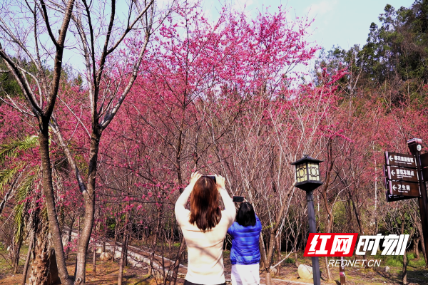 【红网时刻湖南频道】临武：绿谷花开引客来
