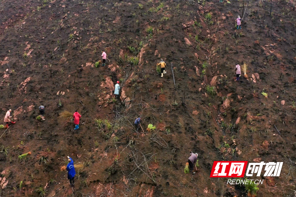 【红网时刻】临武：石山植新绿 荒山焕新貌