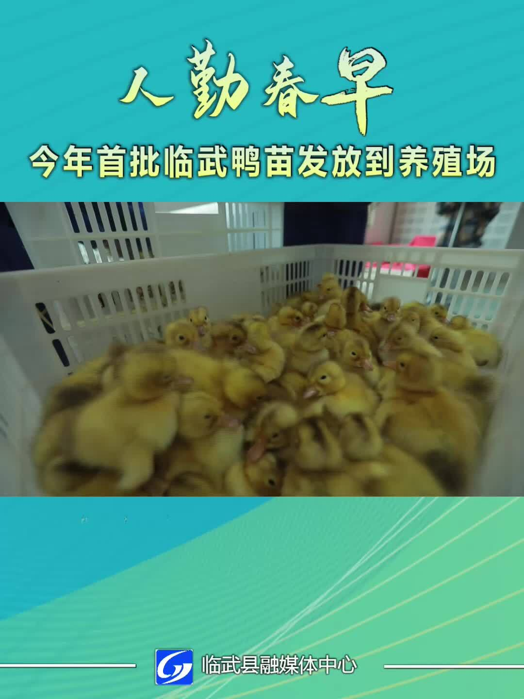 人勤春早｜今年首批临武鸭苗发放到养殖场