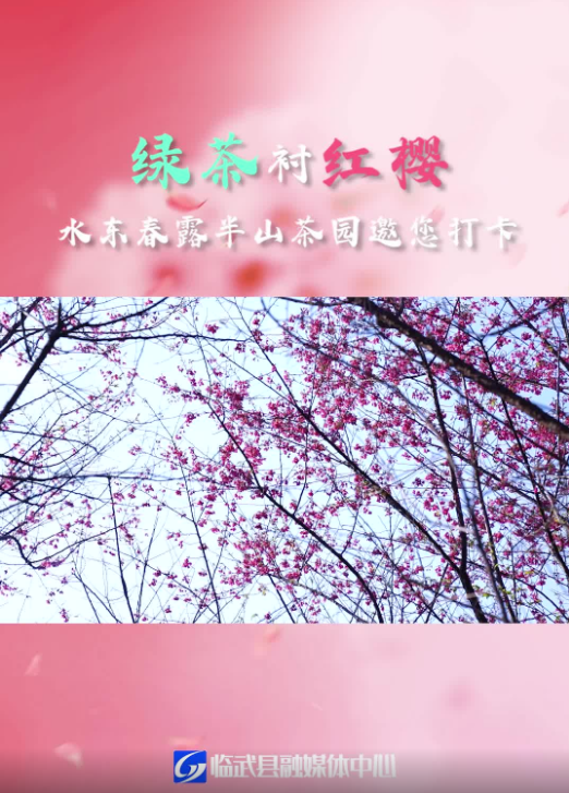 【新湖南】郴州临武：绿茶衬红樱 水东春露半山茶园邀您打卡