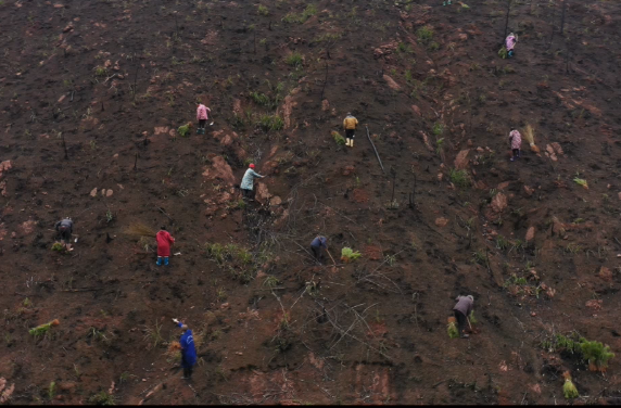 新时代 新伟业 新征程·临武：石山植新绿 荒山焕新机