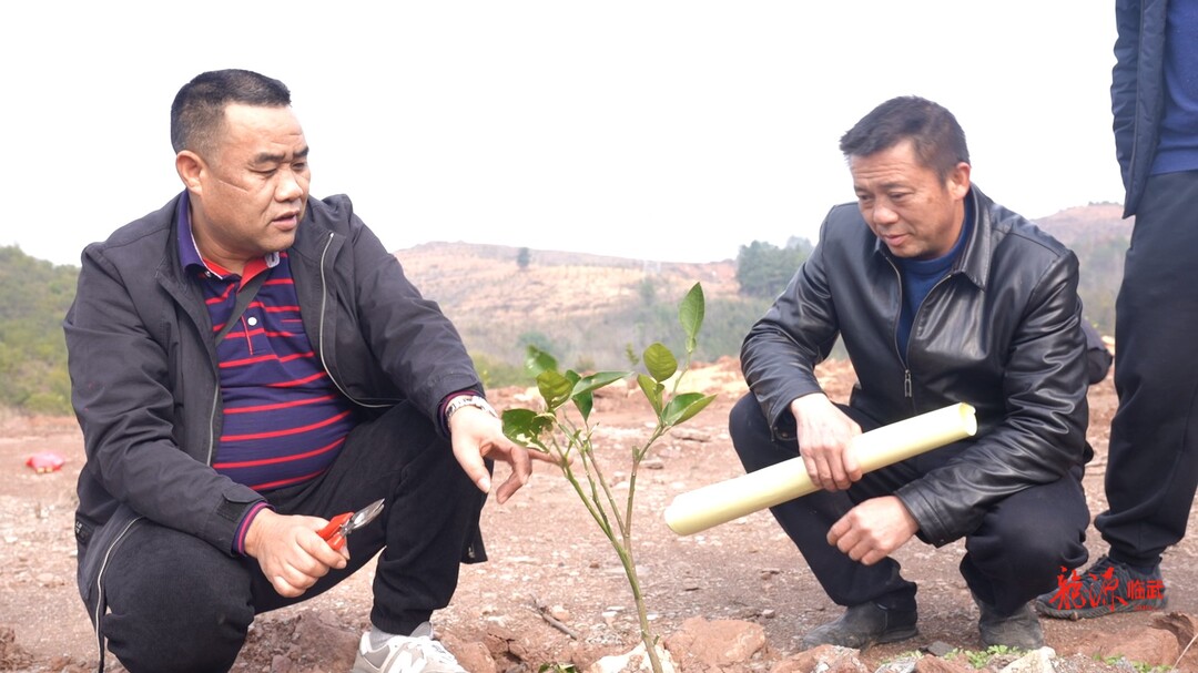 奋进的春天｜临武县举办乡村高素质农民党性锤炼暨临武柚推广种植现场观摩会