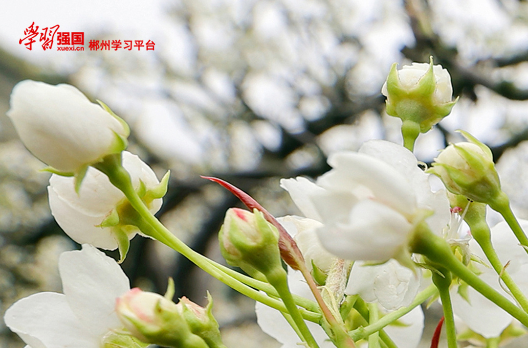 【学习强国】海报丨诗情画意的郴州：一城春光无限，一路繁花相迎