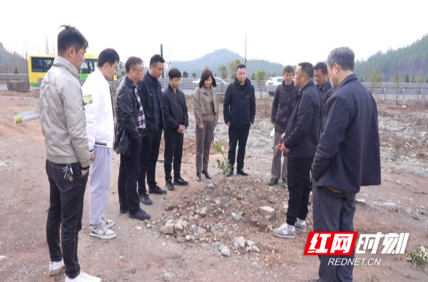 【红网时刻】临武县举办临武柚推广种植现场观摩会