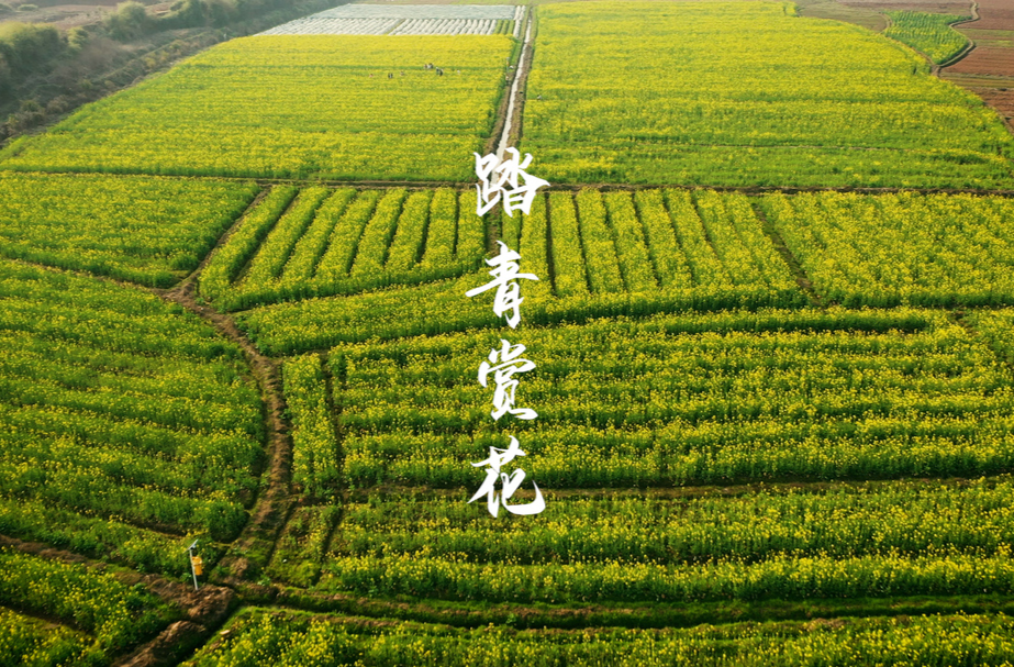奋进的春天｜南强：600亩油菜花绽放 踏青赏花正当时 快带上伙伴一起来打卡吧！