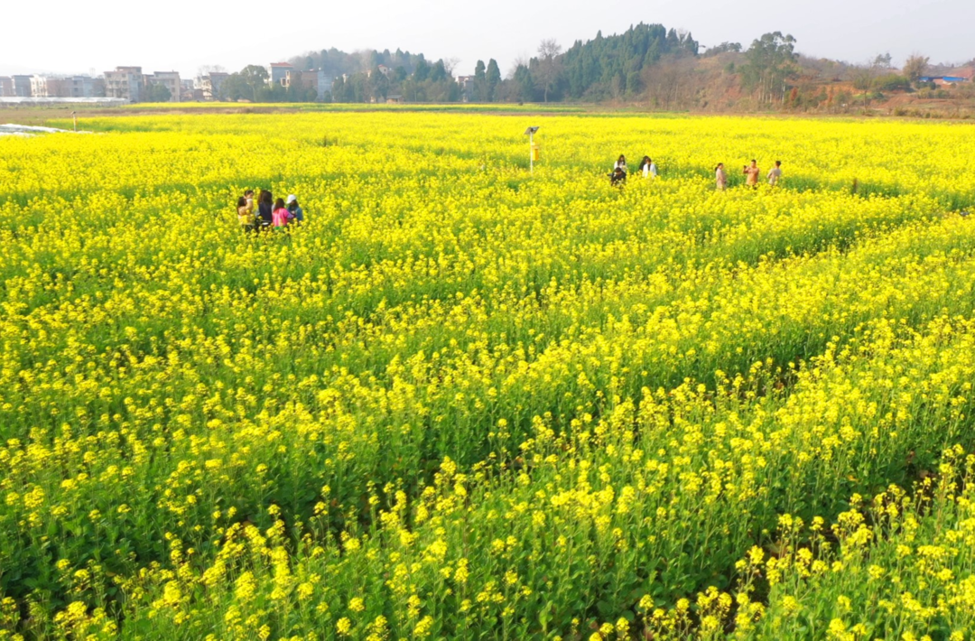 奋进的春天｜南强：600亩油菜花绽放   踏青赏花正当时