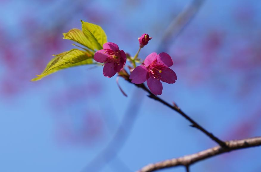 【新华网 客户端】湖南：绿树红花踏春来