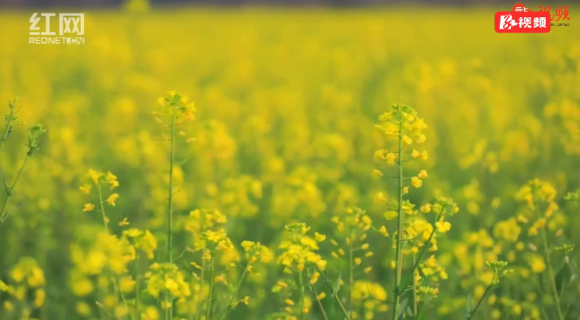 【红网时刻湖南频道】春天的故事丨临武：600亩油菜花绽放 踏青赏花正当时
