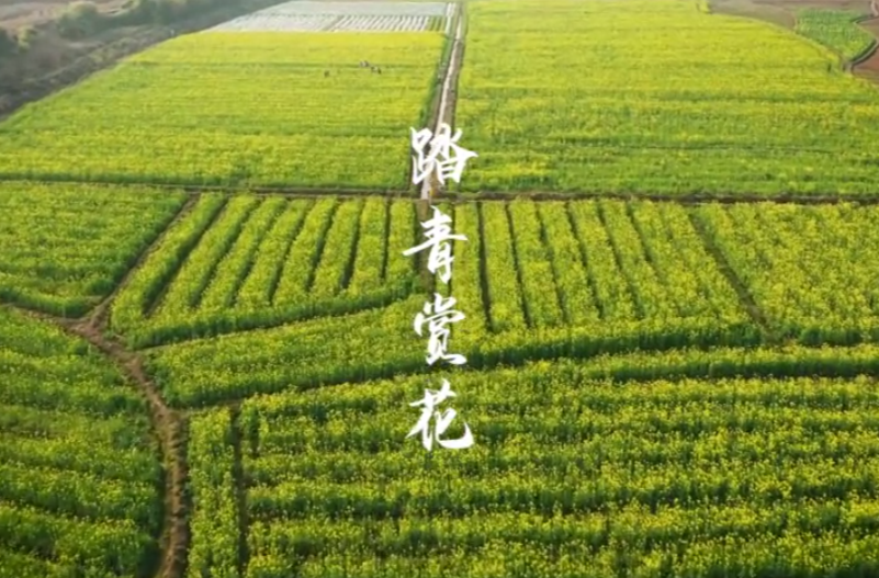【学习强国】郴州临武：600亩油菜花绽放 踏青赏花正当时