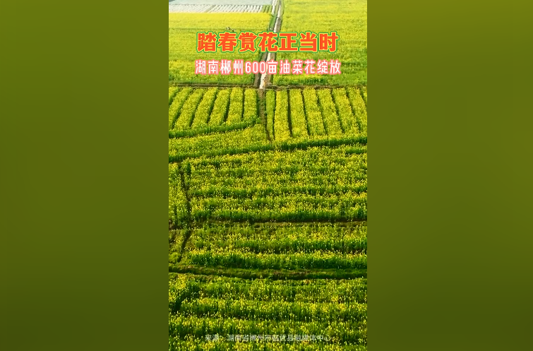 【新华社三农抖音号】第9集 | 春回大地，百花盛开。二月中旬到三月间是油菜花盛开的季节，在湖南省郴州市临武县南强镇文溪村，600亩油菜花怒放，吸引游客踏青赏花