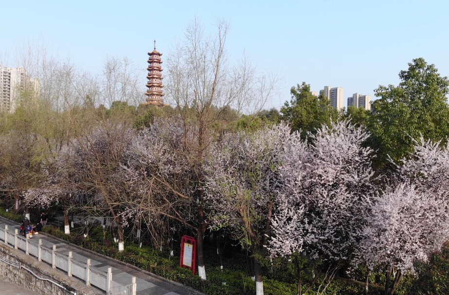 【旅发进行时·全年不打烊】临武：三月樱花开 春光正烂漫