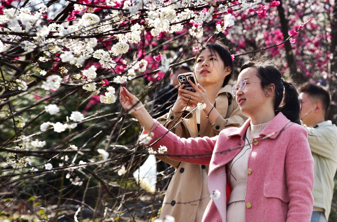 【中央广电总台国际在线】湖南临武：樱花绽放引客来