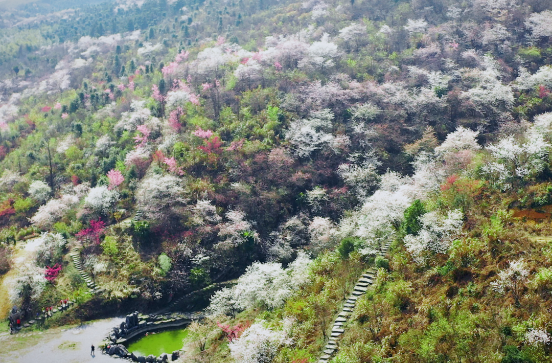 旅发进行时｜万亩野生樱花迎春盛放  邀您共赴春之约